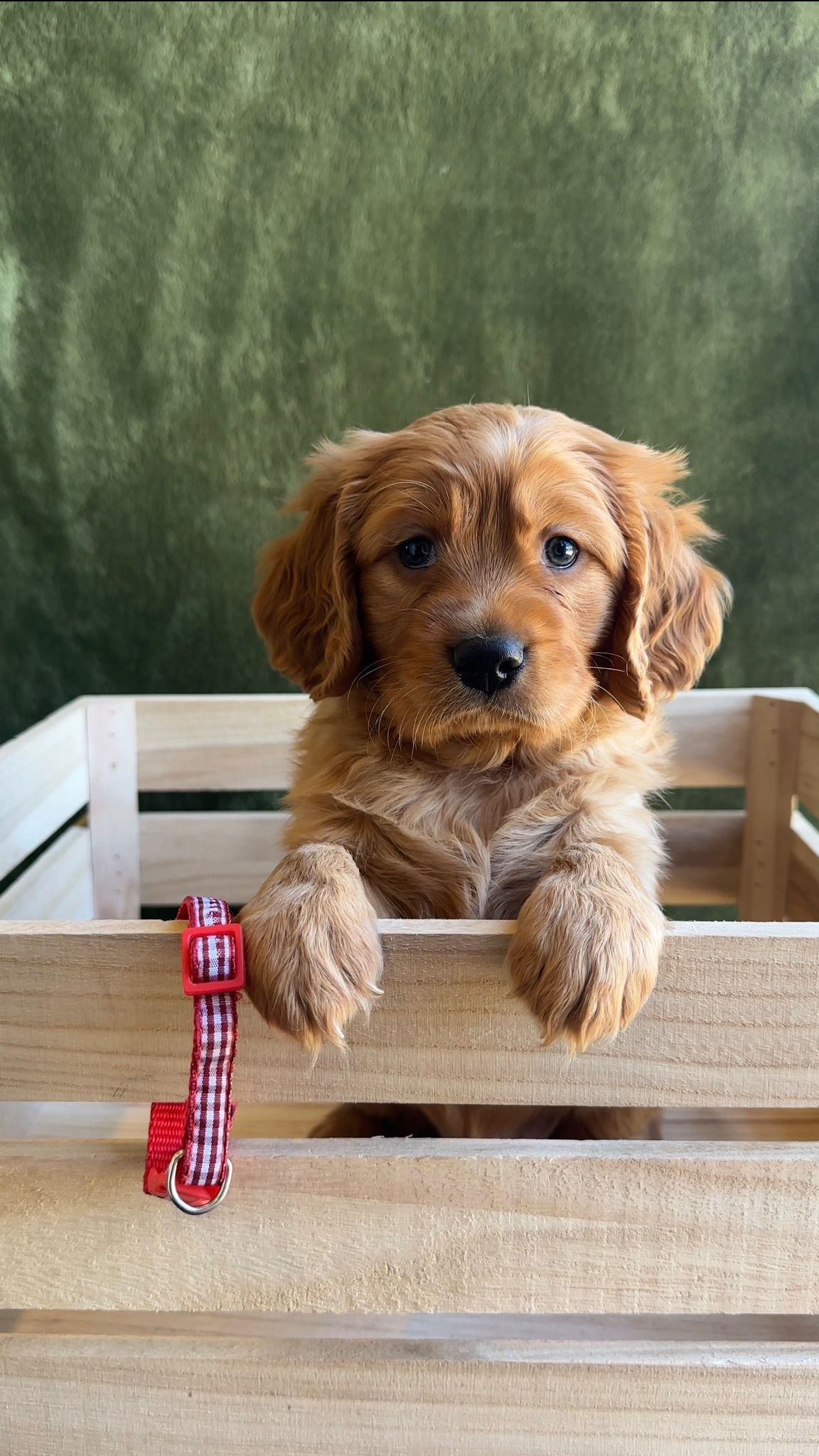 Rusty — Golden x Cavalier miniature golden retriever
