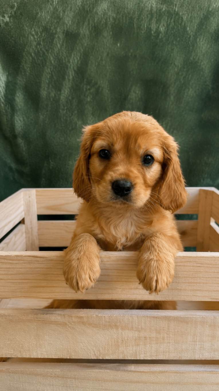 Milo — Golden x Cavalier miniature golden retriever
